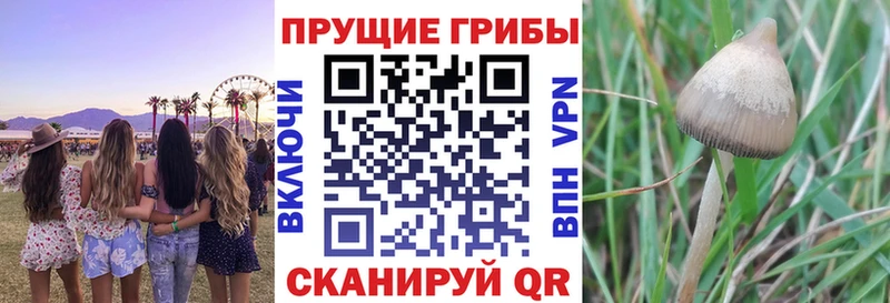 Псилоцибиновые грибы Psilocybe Дубовка